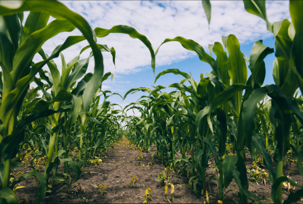 Metodele de irigare pentru culturi agricole: Avantaje și dezavantaje
